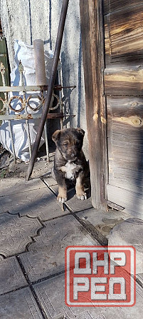 Продам щенка Макеевка - изображение 2
