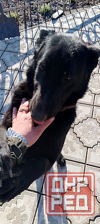 Продам щенка Макеевка - изображение 4