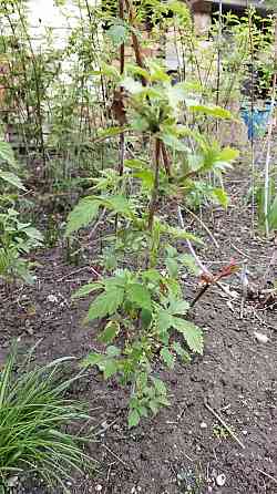 Малина чёрная Кумбирленд Донецк