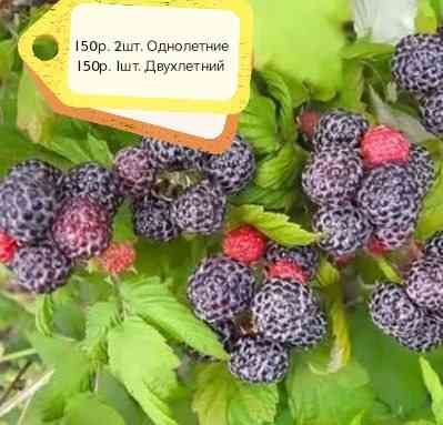 Малина чёрная Кумбирленд Донецк