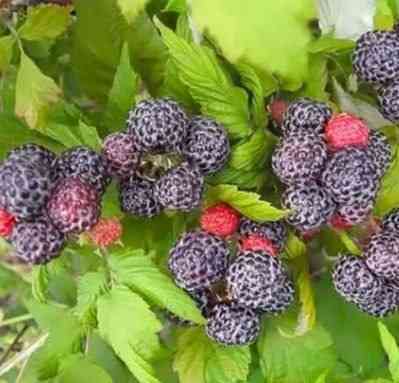 Малина чёрная Кумбирленд Донецк