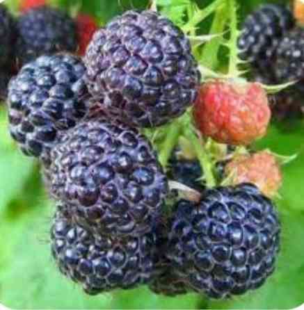 Малина чёрная Кумбирленд Донецк