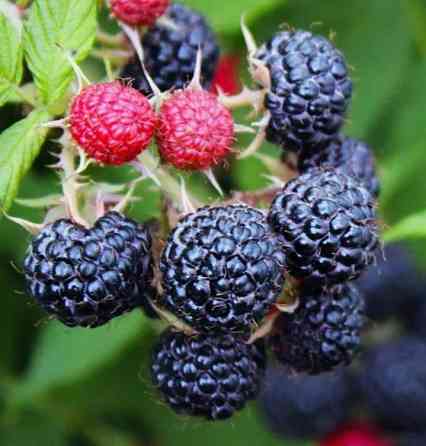 Малина чёрная Кумбирленд Донецк