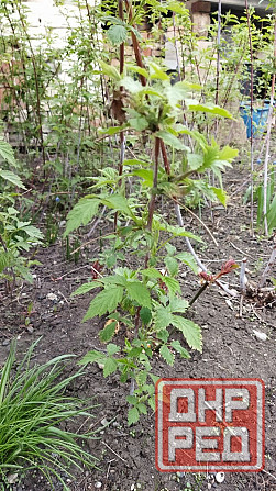 Малина чёрная Кумбирленд Донецк - изображение 2