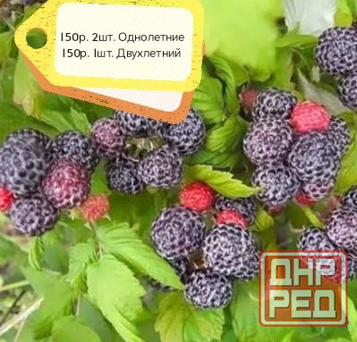 Малина чёрная Кумбирленд Донецк - изображение 1