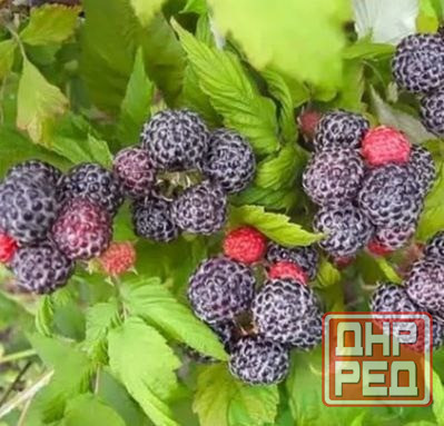 Малина чёрная Кумбирленд Донецк - изображение 4