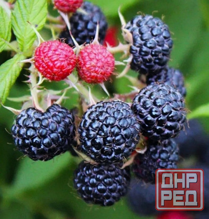 Малина чёрная Кумбирленд Донецк - изображение 1