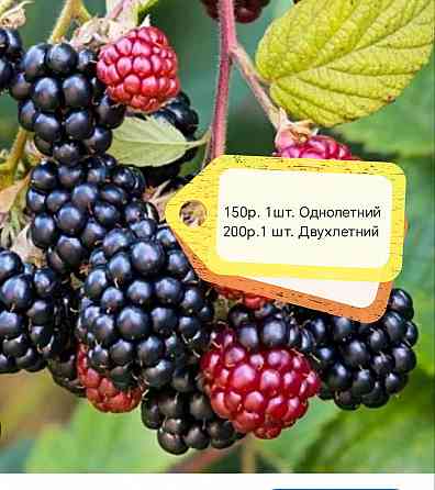 Ежевика Торнфри Донецк