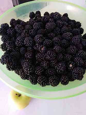 Ежевика Торнфри Донецк