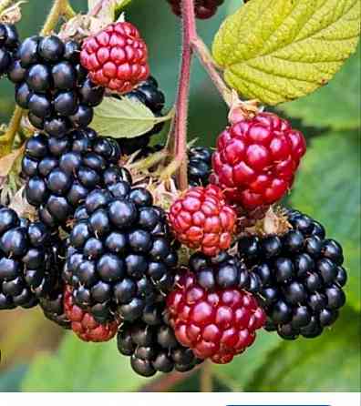 Ежевика Торнфри Донецк