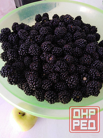 Ежевика Торнфри Донецк - изображение 1