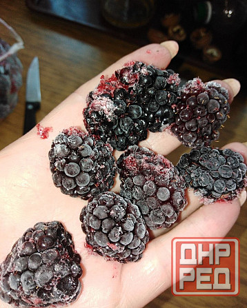 Ежевика Торнфри Донецк - изображение 2