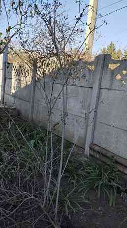 Саженцы калины,плодоносящие Донецк