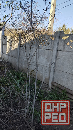 Саженцы калины,плодоносящие Донецк - изображение 2