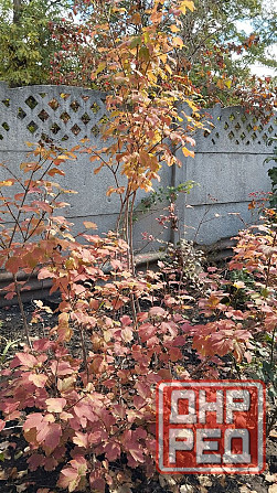 Саженцы калины,плодоносящие Донецк - изображение 1