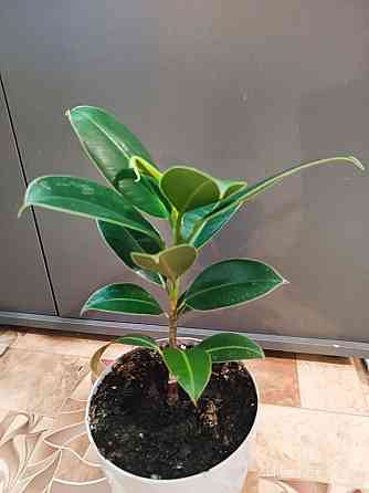 Продам Фикус каучуконосный Донецк