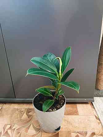 Продам Фикус каучуконосный Донецк