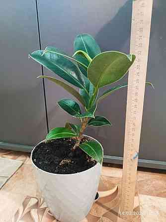 Продам Фикус каучуконосный Донецк