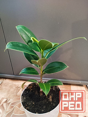 Продам Фикус каучуконосный Донецк - изображение 2