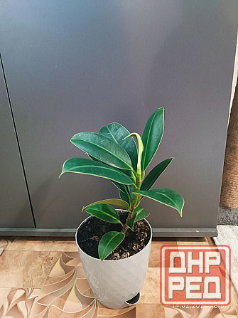 Продам Фикус каучуконосный Донецк - изображение 1
