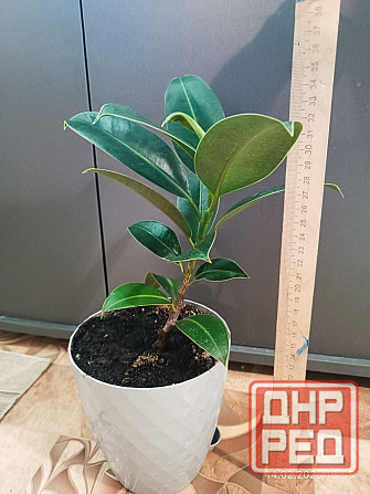 Продам Фикус каучуконосный Донецк - изображение 3