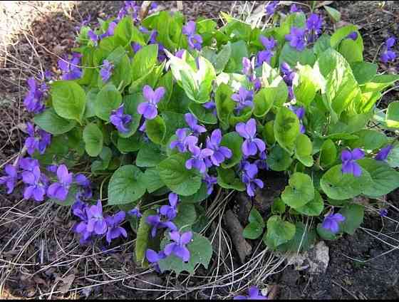 Фиалка душистая Донецк