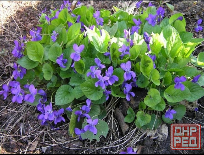 Фиалка душистая Донецк - изображение 1