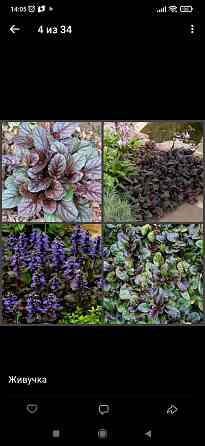 Живучка Донецк