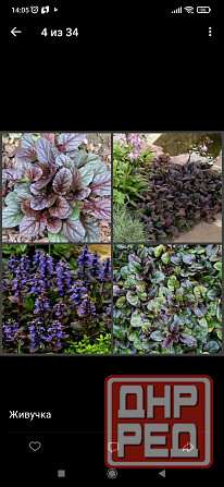 Живучка Донецк - изображение 1