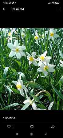 Нарциссы белые Донецк