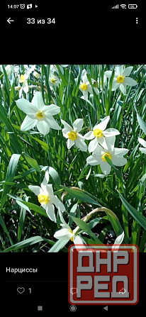 Нарциссы белые Донецк - изображение 1