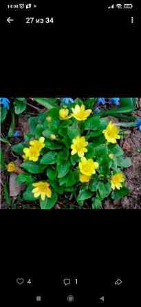 Калужница Донецк