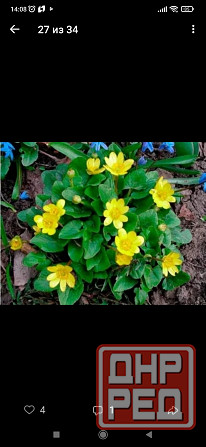 Калужница Донецк - изображение 1