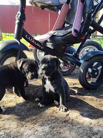 Щенки Кане Корсо Горловка