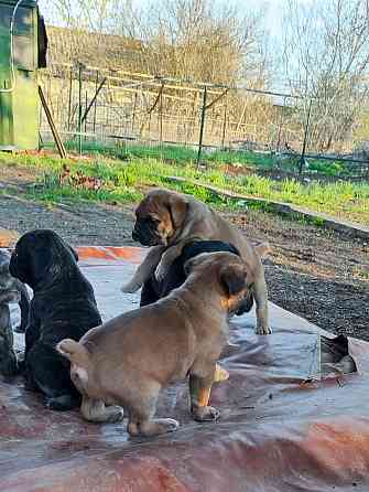 Щенки Кане Корсо Горловка