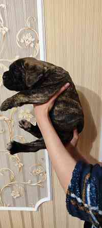 Щенки Кане Корсо Горловка