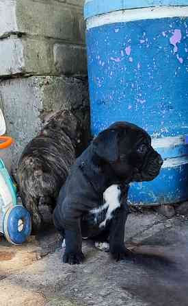 Щенки Кане Корсо Горловка