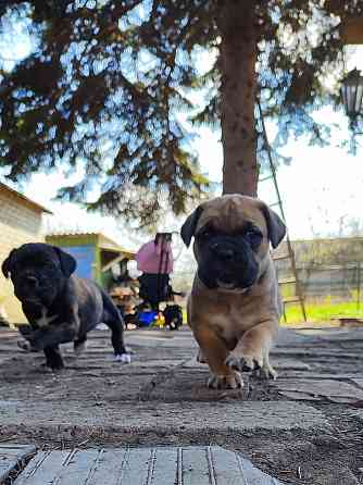 Щенки Кане Корсо Горловка