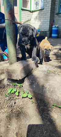 Щенки Кане Корсо Горловка