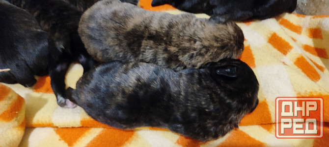 Щенки Кане Корсо Горловка - изображение 1