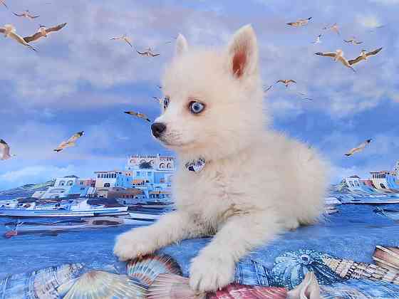 Айк (порода помски,размер той до 4 - 5 кг взрослым) есть доставка в ваш город. Донецк