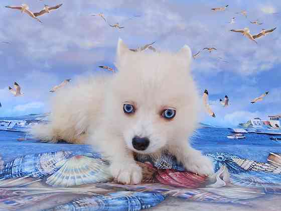 Айк (порода помски,размер той до 4 - 5 кг взрослым) есть доставка в ваш город. Донецк