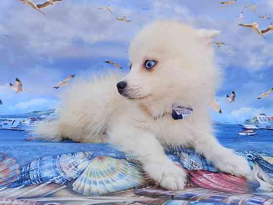 Айк (порода помски,размер той до 4 - 5 кг взрослым) есть доставка в ваш город. Донецк