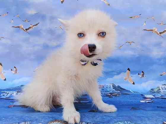 Айк (порода помски,размер той до 4 - 5 кг взрослым) есть доставка в ваш город. Донецк