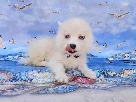 Айк (порода помски,размер той до 4 - 5 кг взрослым) есть доставка в ваш город. Донецк