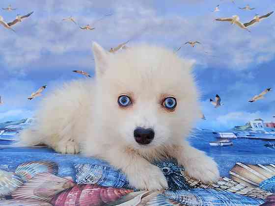 Айк (порода помски,размер той до 4 - 5 кг взрослым) есть доставка в ваш город. Донецк