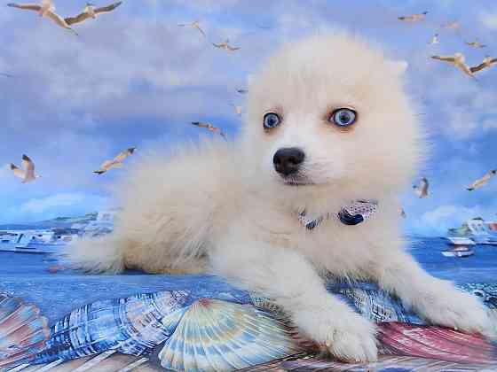 Айк (порода помски,размер той до 4 - 5 кг взрослым) есть доставка в ваш город. Донецк