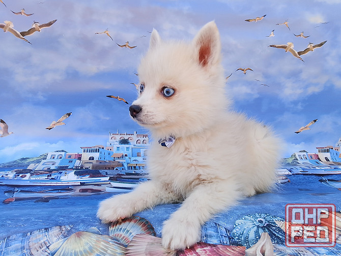 Айк (порода помски,размер той до 4 - 5 кг взрослым) есть доставка в ваш город. Донецк - изображение 2