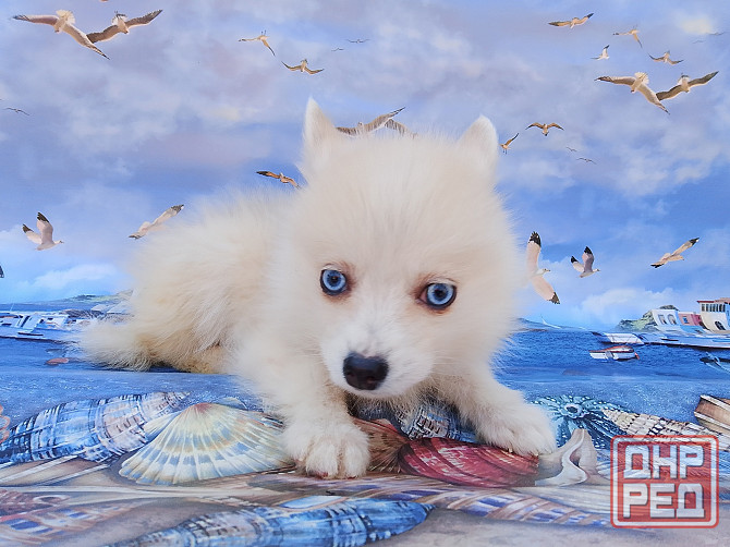 Айк (порода помски,размер той до 4 - 5 кг взрослым) есть доставка в ваш город. Донецк - изображение 1