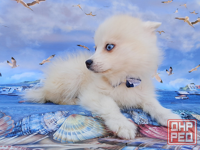 Айк (порода помски,размер той до 4 - 5 кг взрослым) есть доставка в ваш город. Донецк - изображение 5